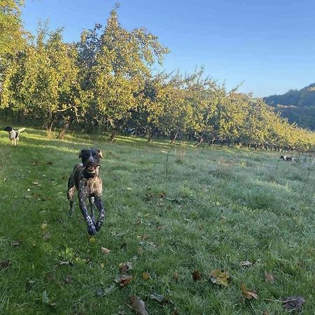 多切斯特Orchard Retreat Off Grid Shepherds Huts In Dorset公寓 外观 照片